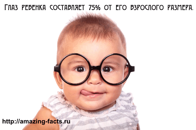 Глаз ребенка составляет 75% от его взрослого размера.