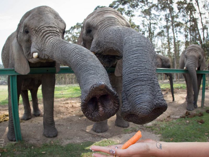 Слоны тянут свои хоботы к морковке