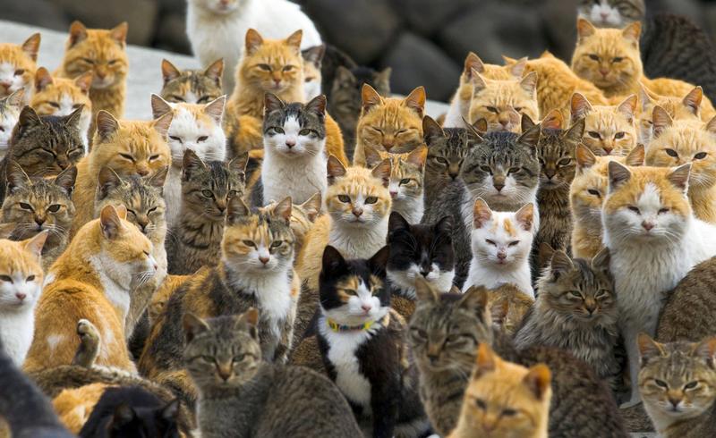 Кошки с острова Аошима