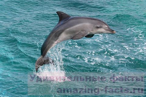 Факты о дельфинах, facts about dolphin, млекекопитающее, море