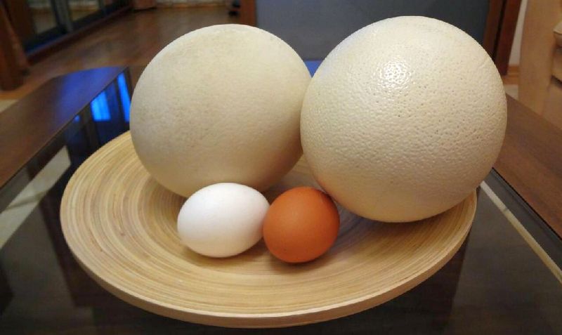 Сравнение куриных и страусиных яиц