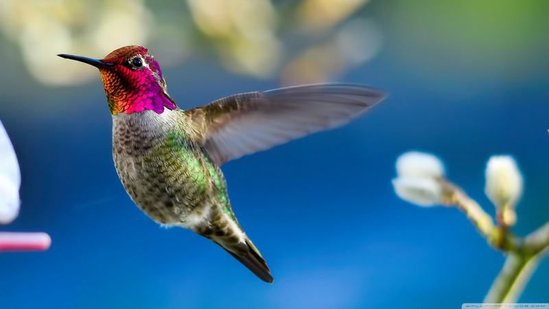 Факты о колибри