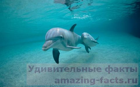 Факты о дельфинах, facts about dolphin, млекекопитающее, море