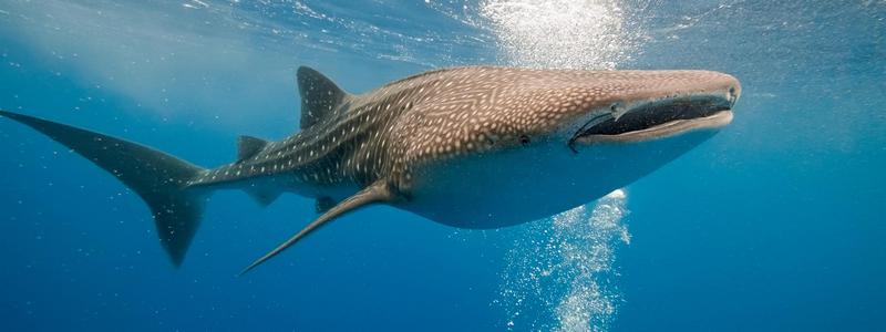 Самая большая рыба в мире - китовая акула