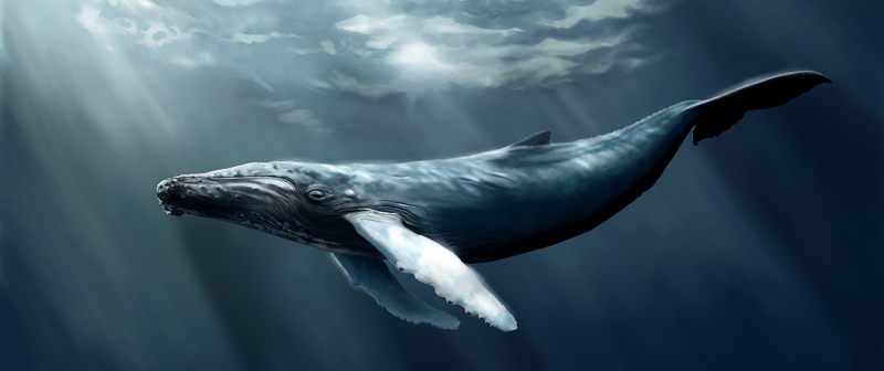 Рисунок горбатого кита