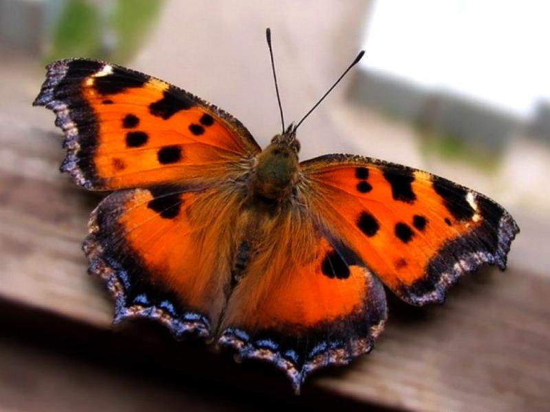 На крыльях бабочки расположено множество чешуек