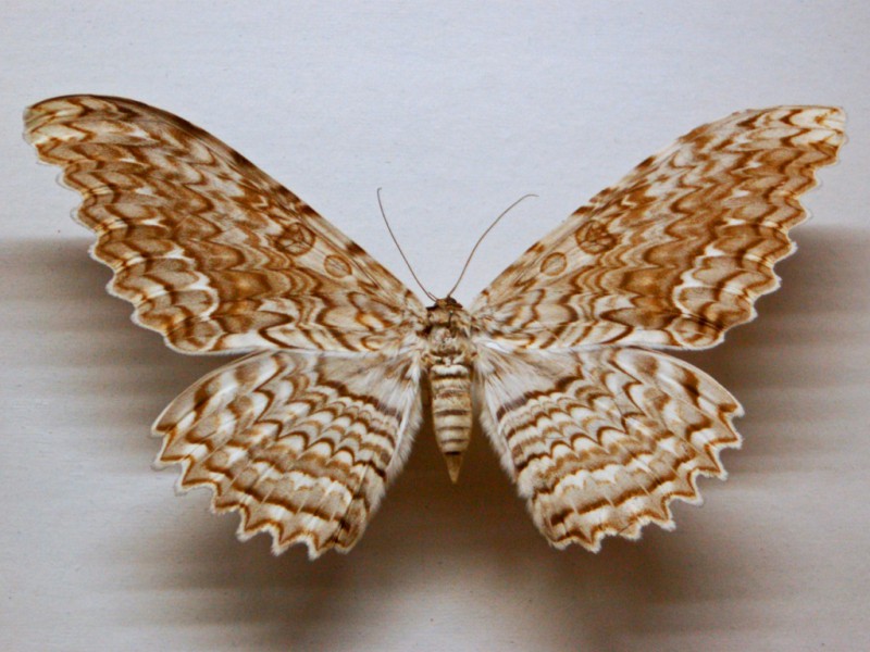 Ночная бабочка - Совка Агриппина Thysania agrippina