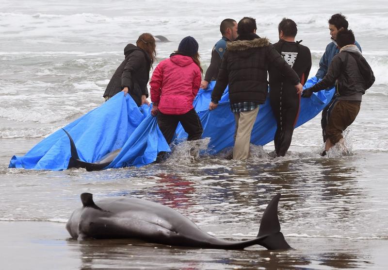Японцы спасают дельфина