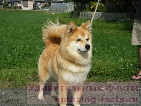 Факты о собаках, facts, dog