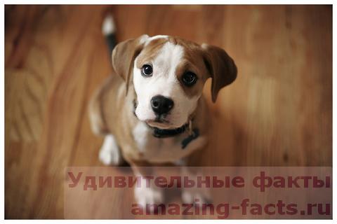 Факты о собаках, facts, dog