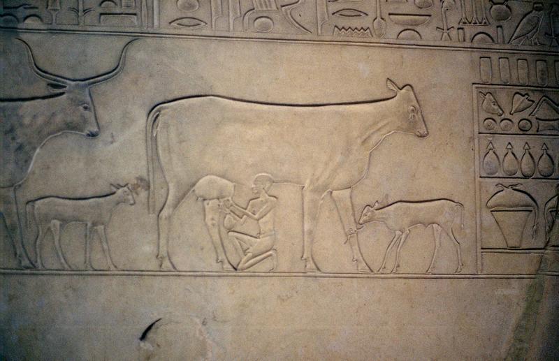 Древнеегипетское изображение о доении коровы