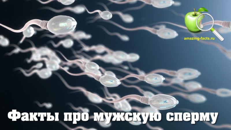 Факты про мужскую сперму