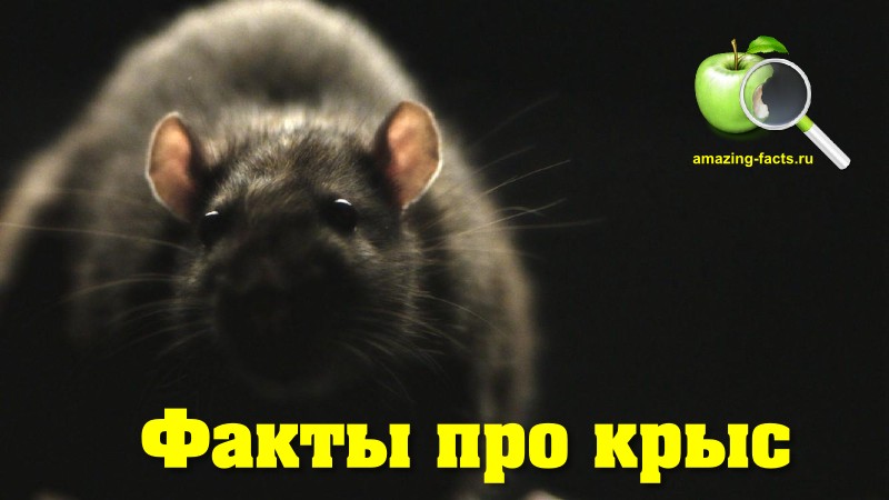 Факты про крыс