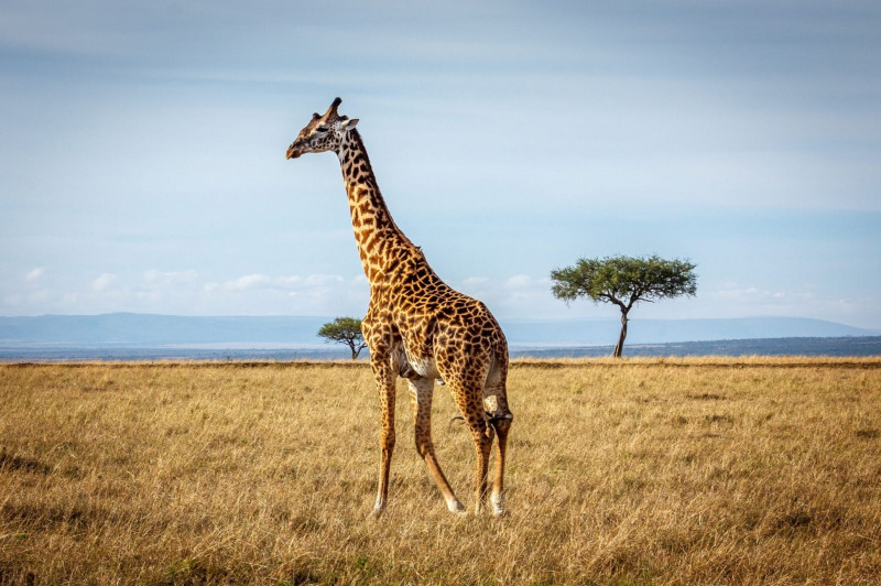 Факты о жирафах