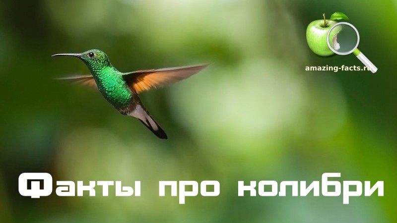 Факты про колибри
